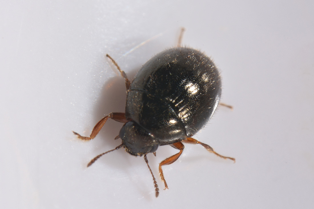 Byrrhidae: Simplocaria semistriata